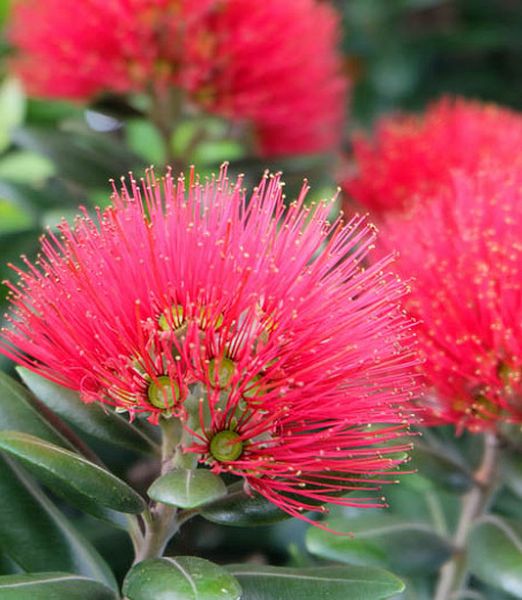 Metrosideros excelsa